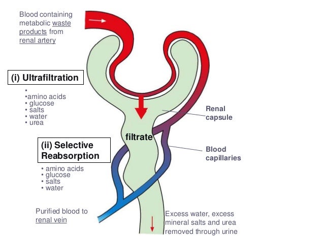 of formation urine 2014 5094 excretion of formation urine 2014 5094 excretion
