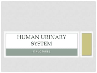 HUMAN URINARY
   SYSTEM
    STRUCTURES
 