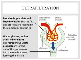 urine