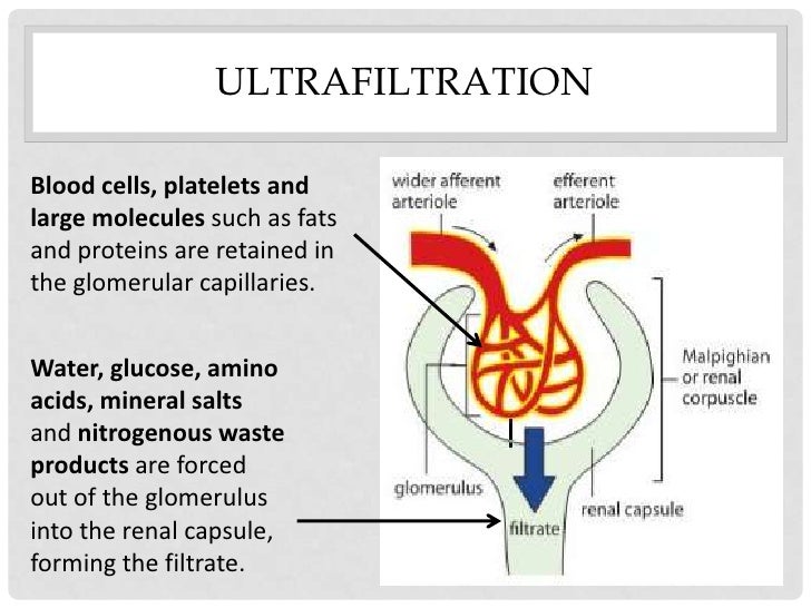 Urine Production