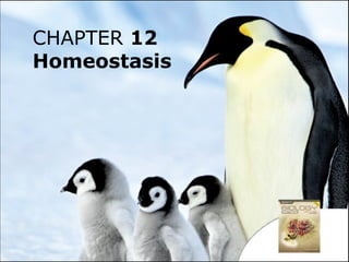 CHAPTER 12
Homeostasis
 