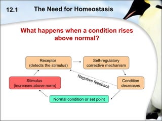 What happens when a condition rises
above normal?
12.1 The Need for Homeostasis
Normal condition or set point
Stimulus
(increases above norm)
Receptor
(detects the stimulus)
Self-regulatory
corrective mechanism
Condition
decreases
Negative feedback
 