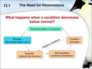 12.1 The Need for Homeostasis
Stimulus
(decreases below norm)
Receptor
(detects the stimulus)
Self-regulatory
corrective mechanism
Negative feedback
Normal condition or set point
Condition
increases
What happens when a condition decreases
below normal?
 