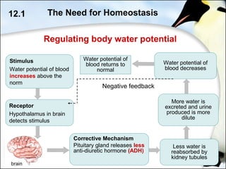 brain
12.1 The Need for Homeostasis
Receptor
Hypothalamus in brain
detects stimulus
Stimulus
Water potential of blood
increases above the
norm
Water potential of
blood returns to
normal
Less water is
reabsorbed by
kidney tubules
Corrective Mechanism
Pituitary gland releases less
anti-diuretic hormone (ADH)
More water is
excreted and urine
produced is more
dilute
Water potential of
blood decreases
Negative feedback
Regulating body water potential
 