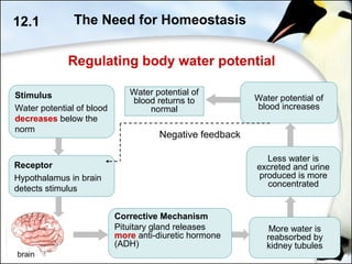 brain
12.1 The Need for Homeostasis
Receptor
Hypothalamus in brain
detects stimulus
Stimulus
Water potential of blood
decreases below the
norm
Water potential of
blood returns to
normal
More water is
reabsorbed by
kidney tubules
Corrective Mechanism
Pituitary gland releases
more anti-diuretic hormone
(ADH)
Less water is
excreted and urine
produced is more
concentrated
Water potential of
blood increases
Negative feedback
Regulating body water potential
 