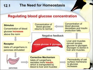 excess glucose  glycogen
liver
pancreas
Regulating blood glucose concentration
12.1 The Need for Homeostasis
Receptor
Islets of Langerhans in
pancreas stimulated
Stimulus
Concentration of blood
glucose increases
above the norm
Concentration of
blood glucose
returns to normal
Permeability of cell
surface membrane
to glucose
increases
Corrective Mechanism
Islets of Langerhans
secretes more insulin,
which is transported by
blood to liver and muscles
Liver and muscles
convert excess
glucose to glycogen.
Glycogen is stored in
liver and muscles.
Concentration of
blood glucose
decreases and insulin
production falls.
Negative feedback
 