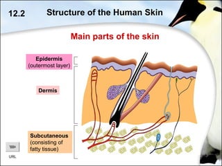 Epidermis
(outermost layer)
Dermis
Subcutaneous
(consisting of
fatty tissue)
12.2 Structure of the Human Skin
Main parts of the skin
URL
 