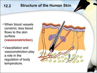 • When blood vessels
constrict, less blood
flows to the skin
surface
(vasoconstriction).
• Vasodilation and
vasoconstriction play
a role in the
regulation of body
temperature.
12.2 Structure of the Human Skin
 
