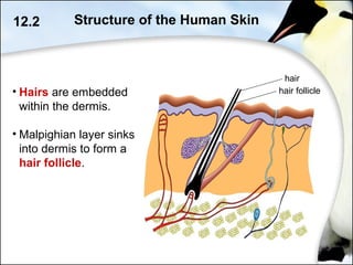 • Hairs are embedded
within the dermis.
• Malpighian layer sinks
into dermis to form a
hair follicle.
12.2 Structure of the Human Skin
hair
hair follicle
 