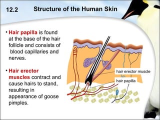 • Hair papilla is found
at the base of the hair
follicle and consists of
blood capillaries and
nerves.
• Hair erector
muscles contract and
cause hairs to stand,
resulting in
appearance of goose
pimples.
12.2 Structure of the Human Skin
hair erector muscle
hair papilla
 