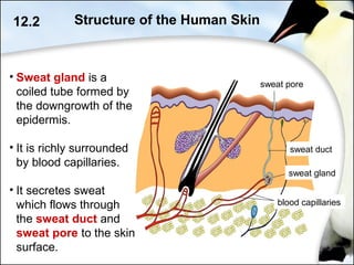 • Sweat gland is a
coiled tube formed by
the downgrowth of the
epidermis.
• It is richly surrounded
by blood capillaries.
• It secretes sweat
which flows through
the sweat duct and
sweat pore to the skin
surface.
12.2 Structure of the Human Skin
sweat gland
sweat pore
sweat duct
blood capillaries
 
