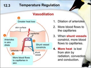 12.3
arteriole
capillaries
skin surface
Arterioles
in skin
dilate
1
More blood flows
to capillaries in
skin
2
3
Greater heat loss
4
Vasodilation
1. Dilation of arterioles
2. More blood flows to
the capillaries
3. When shunt vessels
constrict, more blood
flows to capillaries.
4. More heat is lost
from skin by
radiation, convection
and conduction.
Shunt vessel
constricts
shunt
vessel
Temperature Regulation
 