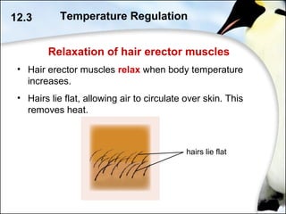 Relaxation of hair erector muscles
12.3
• Hair erector muscles relax when body temperature
increases.
• Hairs lie flat, allowing air to circulate over skin. This
removes heat.
hairs lie flat
Temperature Regulation
 
