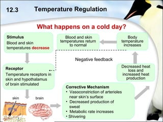 12.3
brain
Receptor
Temperature receptors in
skin and hypothalamus
of brain stimulated
Stimulus
Blood and skin
temperatures decrease
Blood and skin
temperatures return
to normal
Corrective Mechanism
• Vasoconstriction of arterioles
near skin’s surface
• Decreased production of
sweat
• Metabolic rate increases
• Shivering
Decreased heat
loss and
increased heat
production
Body
temperature
increases
Negative feedback
What happens on a cold day?
skin
Temperature Regulation
 