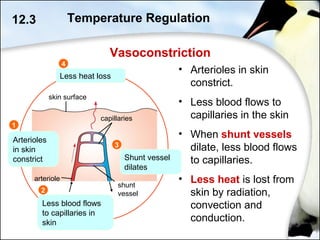 12.3
Arterioles
in skin
constrict
1
Less blood flows
to capillaries in
skin
2
3
Less heat loss
4
Vasoconstriction
• Arterioles in skin
constrict.
• Less blood flows to
capillaries in the skin
• When shunt vessels
dilate, less blood flows
to capillaries.
• Less heat is lost from
skin by radiation,
convection and
conduction.
Shunt vessel
dilates
Temperature Regulation
arteriole
capillaries
skin surface
shunt
vessel
 