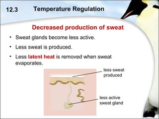 Decreased production of sweat
12.3
• Sweat glands become less active.
• Less sweat is produced.
• Less latent heat is removed when sweat
evaporates.
less sweat
produced
less active
sweat gland
Temperature Regulation
 