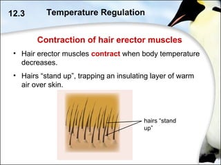 Contraction of hair erector muscles
12.3
• Hair erector muscles contract when body temperature
decreases.
• Hairs “stand up”, trapping an insulating layer of warm
air over skin.
hairs “stand
up”
Temperature Regulation
 