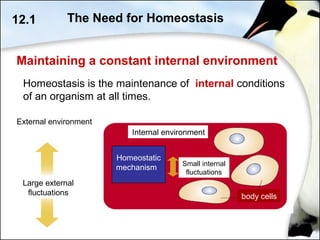 Maintaining a constant internal environment
Homeostasis is the maintenance of internal conditions
of an organism at all times.
12.1 The Need for Homeostasis
Large external
fluctuations
External environment
Homeostatic
mechanism
Internal environment
Small internal
fluctuations
body cells
 