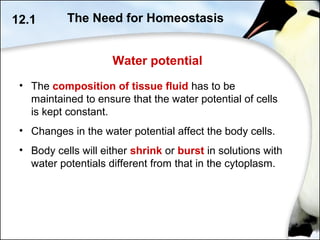 Water potential
• The composition of tissue fluid has to be
maintained to ensure that the water potential of cells
is kept constant.
• Changes in the water potential affect the body cells.
• Body cells will either shrink or burst in solutions with
water potentials different from that in the cytoplasm.
12.1 The Need for Homeostasis
 