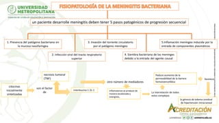 un paciente desarrolle meningitis deben tener 5 pasos patogénicos de progresión secuencial
1. Presencia del patógeno bacteriano en
la mucosa nasofaríngea
2. Infección viral del tracto respiratorio
superior
3. Invasión del torrente circulatorio
por el patógeno meníngeo
4. Siembra bacteriana de las meninges
debido a la entrada del agente causal
5.Inflamación meníngea inducida por la
entrada de componentes plasmáticos
citocinas
inicialmente
sintetizadas
son el factor
de
necrosis tumoral
(TNF)
interleucina-1 (IL-1 inflamatorios se produce de
manera escalonada y
sinergista,.
otro número de mediadores
La interrelación de todos
estos complejos
Paduce aumento de la
permeabilidad de la barrera
hematoencefálica
la génesis de edema cerebral
de hipertensión intracraneal
favorece
 
