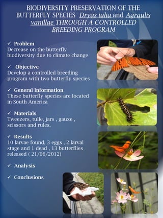 BIODIVERSITY PRESERVATION OF THE
BUTTERFLY SPECIES Dryas iulia and Agraulis
vanillae THROUGH A CONTROLLED
BREEDING PROGRAM
 Problem
Decrease on the butterfly
biodiversity due to climate change
 Objective
Develop a controlled breeding
program with two butterfly species
 General Information
These butterfly species are located
in South America
 Materials
Tweezers, tulle, jars , gauze ,
scissors and rules.
 Results
10 larvae found, 3 eggs , 2 larval
stage and 1 dead , 13 butterflies
released ( 21/06/2012)
 Analysis
 Conclusions
 