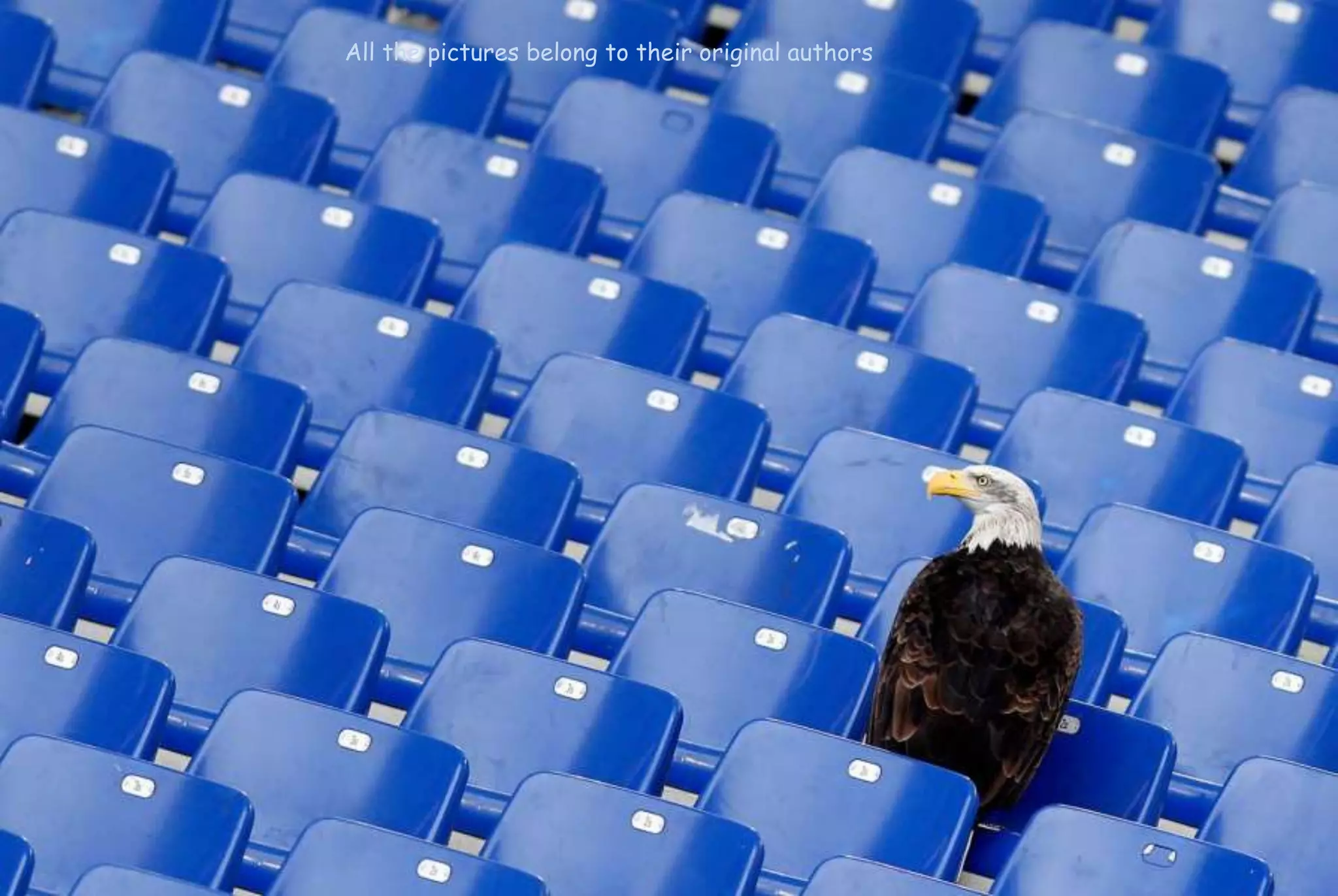 All the pictures belong to their original authors
 