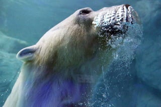 50 Astonishing Animal Photos of 2015