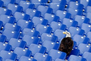 All the pictures belong to their original authors
 