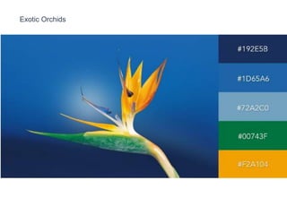 Exotic Color Applications 50 best colour combinations to create a perfect ui interface | PPTX