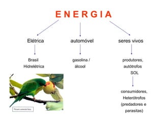 Elétrica automóvel seres vivos
Brasil gasolina / produtores,
Hidrelétrica álcool autótrofos
SOL
E N E R G I A
consumidores,
Heterótrofos
(predadores e
parasitas)
 