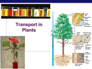 Transport in
                Plants




AP Biology                  2006-2007
 