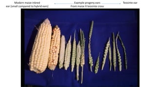Modern maize inbred
ear (small compared to hybrid ears)
Teosinte earExample progeny ears
From maize X teosinte cross
 