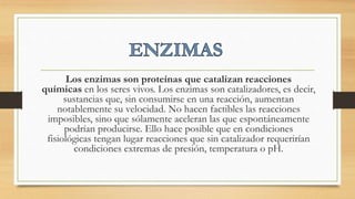Los enzimas son proteínas que catalizan reacciones
químicas en los seres vivos. Los enzimas son catalizadores, es decir,
sustancias que, sin consumirse en una reacción, aumentan
notablemente su velocidad. No hacen factibles las reacciones
imposibles, sino que sólamente aceleran las que espontáneamente
podrían producirse. Ello hace posible que en condiciones
fisiológicas tengan lugar reacciones que sin catalizador requerirían
condiciones extremas de presión, temperatura o pH.
 