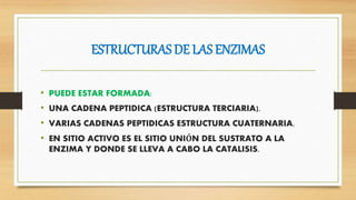ESTRUCTURAS DE LAS ENZIMAS
• PUEDE ESTAR FORMADA:
• UNA CADENA PEPTIDICA (ESTRUCTURA TERCIARIA).
• VARIAS CADENAS PEPTIDICAS ESTRUCTURA CUATERNARIA.
• EN SITIO ACTIVO ES EL SITIO UNIÓN DEL SUSTRATO A LA
ENZIMA Y DONDE SE LLEVA A CABO LA CATALISIS.
 