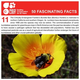 The Critically Endangered Franklin’s Bumble Bee (Bombus franklini) is restricted to
northern California and southern Oregon. Its numbers have decreased precipitously
since 1998 and the species may now be extinct. The commercialization of some
bumblebee species for greenhouse crops in North America over the past two decades is thought
to have caused a pathogen spillover that has devastated wild populations. Habitat loss and
widespread pesticide use as a result of agricultural intensification further endanger the future of
bumblebees and other crucial pollinators globally.
11
50 FASCINATING FACTS
© Pete Schroeder
 