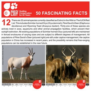 There are 32 animal species currently classified as Extinct in the Wild onThe IUCN Red
List.ThisincludesScimitar-hornedOryx(Oryxdammah),PèreDavid’sDeer(Elaphurus
davidianus) and Wyoming Toad (Anaxyrus baxteri). Thirty-one of these species are
actively bred in zoos, aquariums and other animal propagation facilities, which prevent their
outright extinction. All existing populations of Scimitar-horned Oryx (pictured left) are maintained
in fenced enclosures of varying sizes and are subject to different degrees of management. All
populations of Père David’s Deer (pictured right) are still under captive management; the captive
population in China has increased in recent years, and the possibility remains that free-ranging
populations can be established in the near future.
12
50 FASCINATING FACTS
©BlakeMatheson
©BrentHuffman(UltimateUngulate)
 