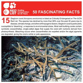 Staghorn coral (Acropora cervicornis) is listed as Critically Endangered on The IUCN
Red List. The species has declined by more than 80% over the past 30 years due to
disease,climatechange,andotheranthropogenicfactors.Staghorncoralisparticularly
susceptible to ‘bleaching’, a response to environmental stress. Most reef-building corals contain
symbiotic zooxanthellae, single-celled algae that supply the coral with nutrients derived from
photosynthesis. Bleaching occurs when zooxanthellae are expelled and/or the algal pigments
are degraded, giving the coral a white or pale appearance.
15
50 FASCINATING FACTS
© J E N Veron
 