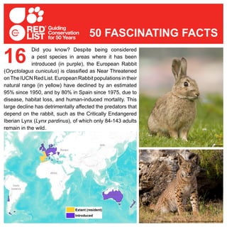 Did you know? Despite being considered
a pest species in areas where it has been
introduced (in purple), the European Rabbit
(Oryctolagus cuniculus) is classified as Near Threatened
onTheIUCNRedList.EuropeanRabbitpopulationsintheir
natural range (in yellow) have declined by an estimated
95% since 1950, and by 80% in Spain since 1975, due to
disease, habitat loss, and human-induced mortality. This
large decline has detrimentally affected the predators that
depend on the rabbit, such as the Critically Endangered
Iberian Lynx (Lynx pardinus), of which only 84-143 adults
remain in the wild.
16
50 FASCINATING FACTS
© JJ Harrison
© Iberian Lynx Ex-situ Conservation Programme/A.Rivas
 