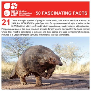 There are eight species of pangolin in the world, four in Asia and four in Africa. In
2014, the IUCN SSC Pangolin Specialist Group re-assessed all eight species for the
IUCN Red List, which confirmed that all pangolins are now threatened with extinction.
Pangolins are one of the most poached animals, largely due to demand for the Asian market
where their meat is considered a delicacy and their scales are used in traditional medicine.
Pictured is a Ground Pangolin (Smutsia temminckii), listed as Vulnerable.
21
50 FASCINATING FACTS
© Scott & Judy Hurd www.h4urd.co.uk
 