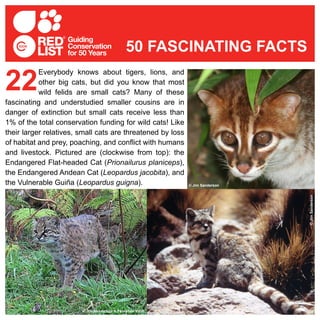Everybody knows about tigers, lions, and
other big cats, but did you know that most
wild felids are small cats? Many of these
fascinating and understudied smaller cousins are in
danger of extinction but small cats receive less than
1% of the total conservation funding for wild cats! Like
their larger relatives, small cats are threatened by loss
of habitat and prey, poaching, and conflict with humans
and livestock. Pictured are (clockwise from top): the
Endangered Flat-headed Cat (Prionailurus planiceps),
the Endangered Andean Cat (Leopardus jacobita), and
the Vulnerable Guiña (Leopardus guigna).
22
50 FASCINATING FACTS
© Jim Sanderson & Fernando Vidal ©JimSanderson
© Jim Sanderson
 