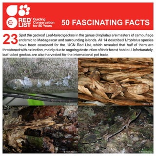 Spot the geckos! Leaf-tailed geckos in the genus Uroplatus are masters of camouflage
endemic to Madagascar and surrounding islands. All 14 described Uroplatus species
have been assessed for the IUCN Red List, which revealed that half of them are
threatened with extinction, mainly due to ongoing destruction of their forest habitat. Unfortunately,
leaf-tailed geckos are also harvested for the international pet trade.
23
50 FASCINATING FACTS
© David d’O
© Frank Vassen© Frank Vassen
© muzzanese
 