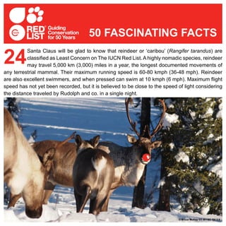 Santa Claus will be glad to know that reindeer or ‘caribou’ (Rangifer tarandus) are
classified as Least Concern on The IUCN Red List. A highly nomadic species, reindeer
may travel 5,000 km (3,000) miles in a year, the longest documented movements of
any terrestrial mammal. Their maximum running speed is 60-80 kmph (36-48 mph). Reindeer
are also excellent swimmers, and when pressed can swim at 10 kmph (6 mph). Maximum flight
speed has not yet been recorded, but it is believed to be close to the speed of light considering
the distance traveled by Rudolph and co. in a single night.
24
50 FASCINATING FACTS
© Frank Vassen© Bruce McKay CC BY-NC-SA 2.0
 