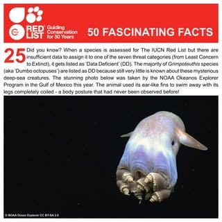 Did you know? When a species is assessed for The IUCN Red List but there are
insufficient data to assign it to one of the seven threat categories (from Least Concern
to Extinct), it gets listed as ‘Data Deficient’ (DD). The majority of Grimpoteuthis species
(aka ‘Dumbo octopuses’) are listed as DD because still very little is known about these mysterious
deep-sea creatures. The stunning photo below was taken by the NOAA Okeanos Explorer
Program in the Gulf of Mexico this year. The animal used its ear-like fins to swim away with its
legs completely coiled - a body posture that had never been observed before!
25
50 FASCINATING FACTS
© Frank Vassen© NOAA Ocean Explorer CC BY-SA 2.0
 