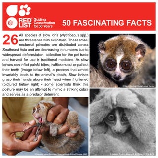 All species of slow loris (Nycticebus spp.)
are threatened with extinction. These small,
nocturnal primates are distributed across
Southeast Asia and are decreasing in numbers due to
widespread deforestation, collection for the pet trade
and harvest for use in traditional medicine. As slow
lorises can inflict painful bites, traffickers cut or pull out
their teeth (image below left), a process that almost
invariably leads to the animal’s death. Slow lorises
grasp their hands above their head when frightened
(pictured below right) - some scientists think this
posture may be an attempt to mimic a striking cobra
and serves as a predator deterrent.
26
50 FASCINATING FACTS
© Karmele Llano Sánchez / International Animal Rescue (IAR) © Nekaris, K. A. I.; Moore, R. S.; Rode, E.; Fry, B. G.
© David Haring / Duke Lemur Center
 
