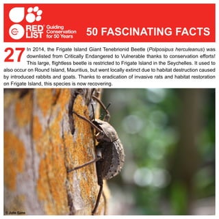 In 2014, the Frigate Island Giant Tenebrionid Beetle (Polposipus herculeanus) was
downlisted from Critically Endangered to Vulnerable thanks to conservation efforts!
This large, flightless beetle is restricted to Frigate Island in the Seychelles. It used to
also occur on Round Island, Mauritius, but went locally extinct due to habitat destruction caused
by introduced rabbits and goats. Thanks to eradication of invasive rats and habitat restoration
on Frigate Island, this species is now recovering.
27
50 FASCINATING FACTS
© Julie Gane
 