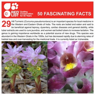 Hill Turmeric (Curcuma pseudomontana) is an important species for local medicine in
the Western and Eastern Ghats of India. The roots are boiled and eaten and said to
be beneficial against leprosy, dysentery, cardiac diseases and general debility, while
tuber extracts are used to cure jaundice, and women eat boiled tubers to increase lactation. The
genus is gaining importance worldwide as a potential source of new drugs. This species was
abundant in the Western Ghats in the 1950s, but has decreased rapidly due to alarming rates of
habitat loss and over-harvesting for the medicinal trade. It is currently listed as Vulnerable.
29
50 FASCINATING FACTS
© Shubhada Nikharge © Shubhada Nikharge
 