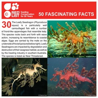The Leafy Seadragon (Phycodurus
eques) is a particularly well
camouflaged fish with a number
of frond-like appendages that resemble kelp.
The species rocks back and forth with wave
action, increasing its resemblance to coastal
algae. Eggs are carried by the male on the
undersideofhistail(picturedbelowright).Leafy
Seadragons are impacted by degradation and
destruction of their seagrass habitat, as well as
by the trawling industry in southern Australia.
The species is listed as Near Threatened.
30
50 FASCINATING FACTS
© Graham Short
© Nevil Amos© Patrick Coin
 