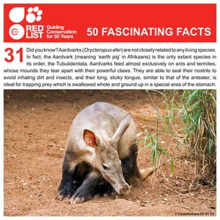 Didyouknow?Aardvarks(Orycteropusafer)arenotcloselyrelatedtoanylivingspecies.
In fact, the Aardvark (meaning ‘earth pig’ in Afrikaans) is the only extant species in
its order, the Tubulidentata. Aardvarks feed almost exclusively on ants and termites,
whose mounds they tear apart with their powerful claws. They are able to seal their nostrils to
avoid inhaling dirt and insects, and their long, sticky tongue, similar to that of the anteater, is
ideal for trapping prey which is swallowed whole and ground up in a special area of the stomach.
31
50 FASCINATING FACTS
© CucombreLibre CC BY 2.0
 
