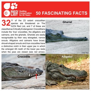 11 of the 23 extant crocodilian
species are threatened on The
IUCN Red List, and 7 of these are
classifiedasCriticallyEndangered.Crocodilians
include the ‘true’ crocodiles, the alligators and
caimans, and the gharials. Gharials are easily
recognisable by their very elongated, narrow
snouts. Alligators and caimans have broad,
shovel-shaped snouts and true crocodiles have
a distinctive notch in their upper jaw in which
the enlarged 4th tooth of the lower jaw rests
when the jaws are closed (see red arrow).
32
50 FASCINATING FACTS
© Nagesh Kamath
© Alan Wolf
© e_monk
Gharial
AlligatorCrocodile
 