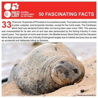 There are 19 species of Phocidae or true (earless) seals.True seals are mostly confined
to polar, subpolar, and temperate climates, except for the monk seals. The Caribbean
Monk Seal was declared Extinct after not having been seen since 1952. The species
was overexploited for its skin and oil and was also persecuted by the fishing industry in more
recent years. Two species of monk seal remain; the Mediterranean Monk Seal and the Hawaiian
Monk Seal (pictured). Both are Critically Endangered largely due to habitat and prey loss as well
as accidental and deliberate killing by fisheries.
33
50 FASCINATING FACTS
© Minette Layne CC BY-NC 2.0
 